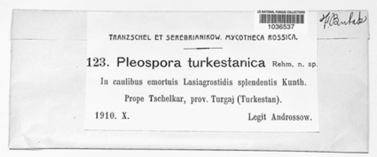 Pleospora turkestanica image